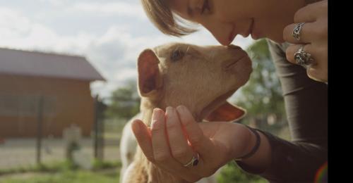 a woman is petting a baby goat at Langeland Camping in Rudkøbing