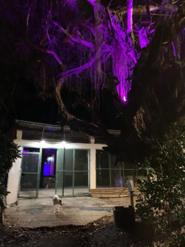 a dog standing in front of a house at night at Magic Jungle Beach in Nicoya