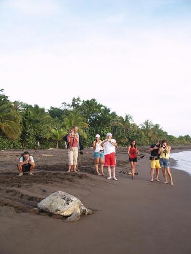 a group of people standing on a beach with a turtle at HOUSE Of Rainbow in Tortuguero