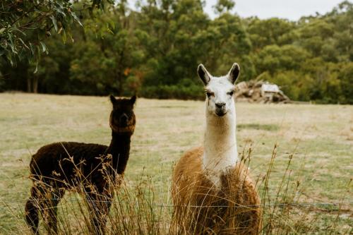 two llamas standing in a field of grass at The Temple - Country Farm Retreat in Launching Place