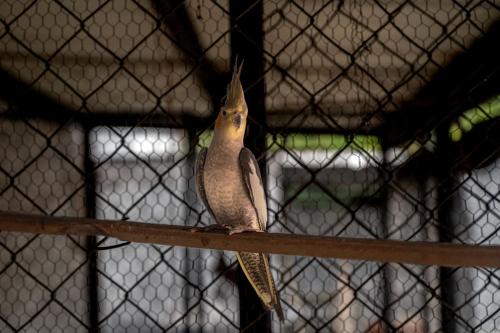 Animales en the country house o alrededores