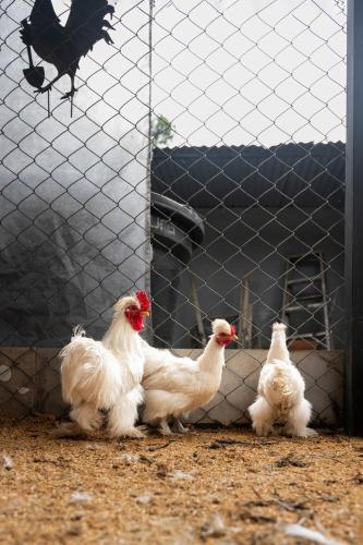 Animales en the country house o alrededores