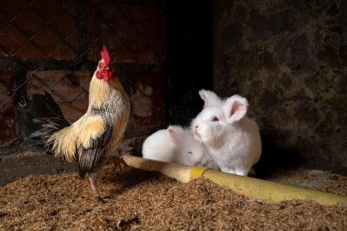 Animales en the country house o alrededores