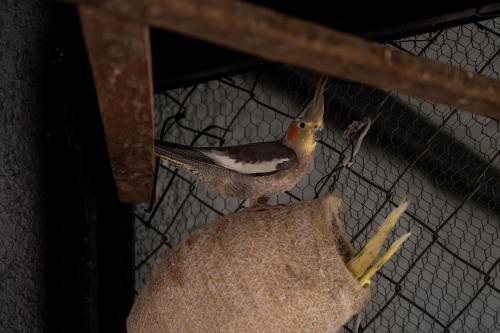 Animales en the country house o alrededores