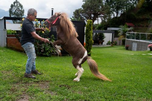 Animales en the country house o alrededores