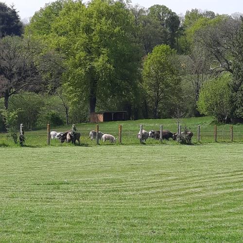 a group of animals standing in a field at Magnifique villa avec piscine intérieure in Saint-Pois