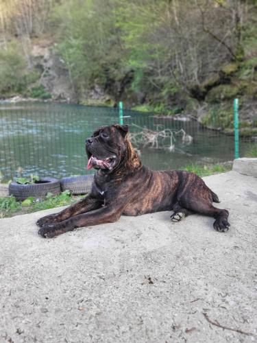 a dog laying on the ground next to a body of water at Weekend house Mila in Bijelo Polje