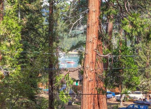 a group of trees with a house in the background at Zephyr Cabin home in Zephyr Cove