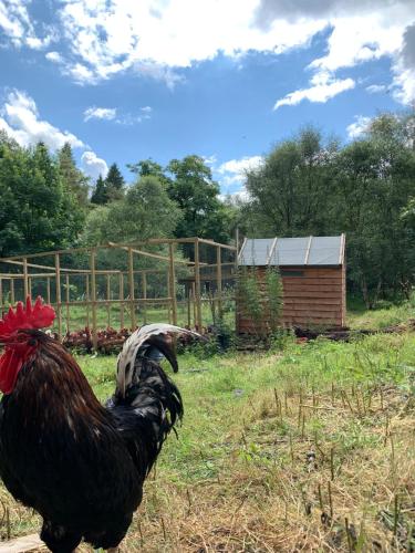 a rooster standing in a field next to a building at North Lodge Glamping in Carnwath
