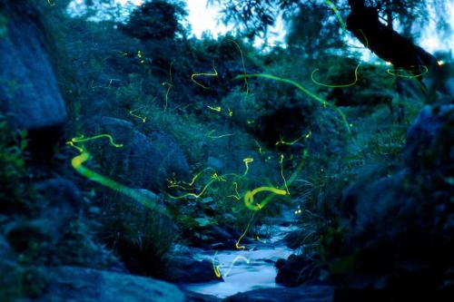 a group of goldfish swimming in a stream in a forest at Tanigawa Valley Lodge & Coffee Roastery in Minakami