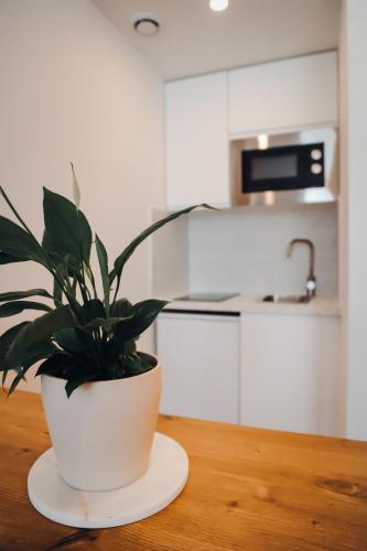 une plante en pot assise sur une table dans une cuisine dans l'établissement Appartement cosy proche centre, à Metz