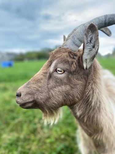 a close up of a goat in a field at Burren Nature Sanctuary Apartment in Galway
