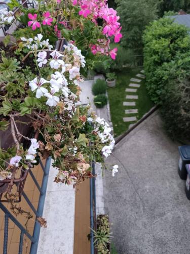 a garden with pink and white flowers on a fence at Palme Apartments in Opatija