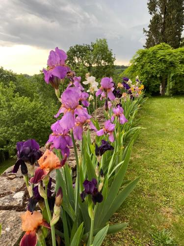 a bunch of purple flowers in a garden at Manoir de Rieuzal in Loubressac