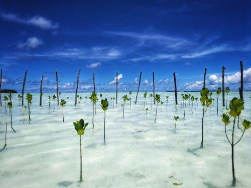 a group of plants in the sand on a beach at Villa Tua, Beach Pool & Spa in Letman
