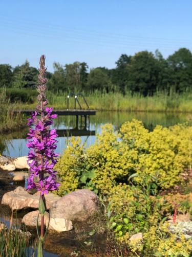 a purple flower sitting on rocks next to a body of water at Der Welfenshof in Malschwitz