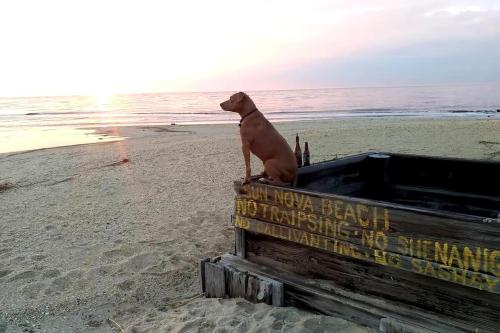 a dog sitting on top of a truck on the beach at WildWoof Beach Bungalow - 3 Blocks to Beach in North Wildwood