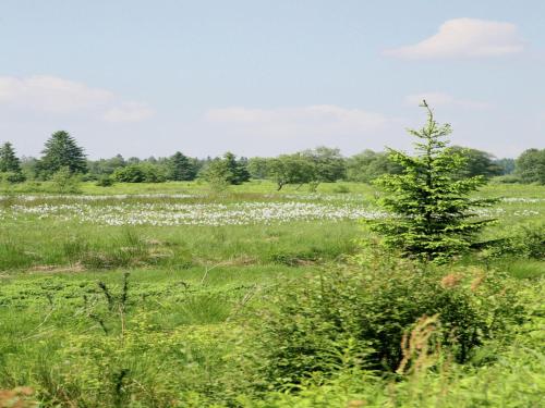 a tree in a field of grass with white flowers at Lovely house with much luxury and comfort in Waimes