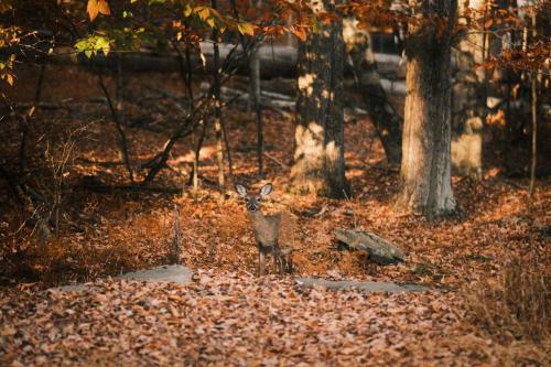 Φωτογραφία από το άλμπουμ του Neo Nature Container Box- Hot Tub, Wood Pizza Oven σε Smallwood
