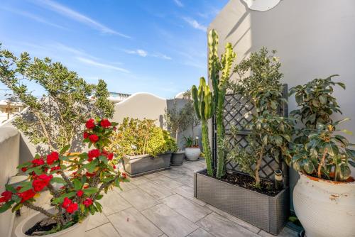 Jardin de l'établissement Oasis Suites Fira