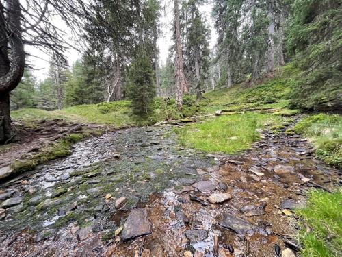 a rocky path in a forest with trees at Platzfaerberhaus in Obdach