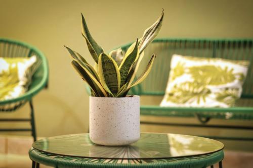 a plant in a white vase on a glass table at Ceiba Hostel in Fortuna