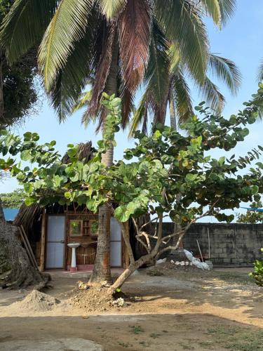 a palm tree in front of a building at Espectacular cabaña frente al mar in Paso Nuevo