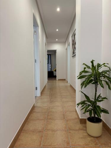 a corridor with a plant in a hallway at Piso Carballal, Fantástico piso en pleno centro in Leiro
