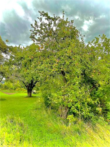 an apple tree in the middle of a field at Fairy Lake Retreat! Uniquely Located House with Dock! in Bålsta