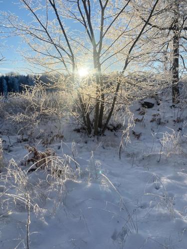 a snow covered field with a tree and the sun at Fairy Lake Retreat! Uniquely Located House with Dock! in Bålsta