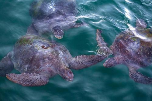 two turtles swimming in the water at Casa Wayta in Los Órganos