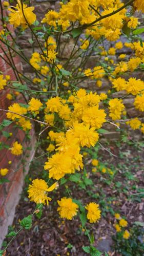 a bunch of yellow flowers on a tree at Chez Fabienne et Olivier, chambre privative avec SDB et WC, Avranches Baie du Mont Saint Michel in Avranches