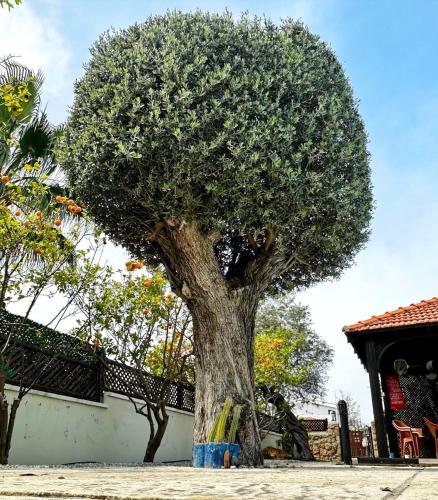 a tree sitting in the middle of a sidewalk at Cheerful and cozy Bungalow with pool and fireplace in Athalassa