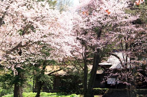 a tree with pink flowers in front of a house at Tabist ASAHIKAWA STATION HOTEL in Asahikawa