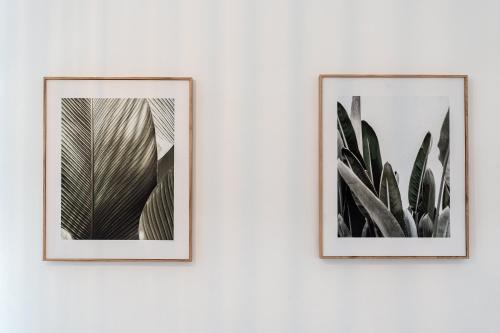 two framed pictures of plants on a wall at Dimora Berardino in Triggiano