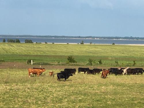 a herd of cows grazing in a field at Landhaus Schlunt in Wustrow