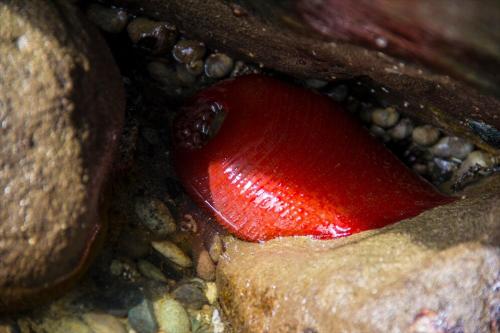 a red object is sitting on some rocks at TideAway Farm on Private Island! Escape & Indulge Mother Nature! in Anacortes