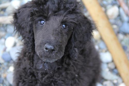 a black dog is looking at the camera at TideAway Farm on Private Island! Escape & Indulge Mother Nature! in Anacortes