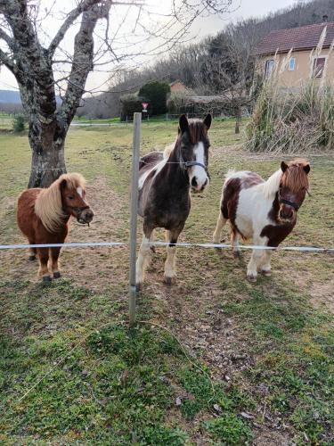 Animales en el bed & breakfast o alrededores