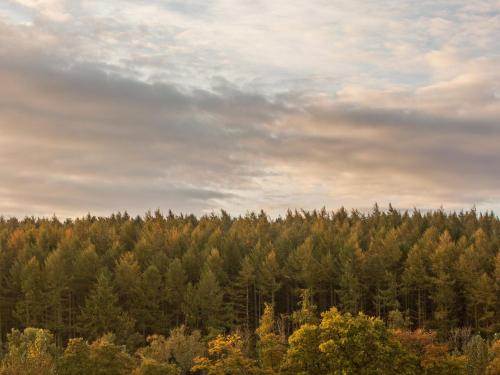 a view of a forest with trees in the background at Three The Old Stables in Knitsley