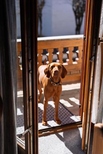 a brown dog standing inside of a door at Ferienwohnungen Chiemgau in Rottau