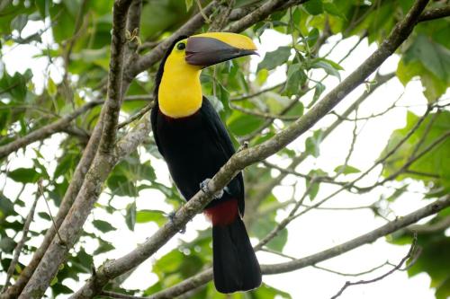 a colorful bird sitting on a tree branch at Jungle Bungalow at Oropel Lodge in Puerto Viejo