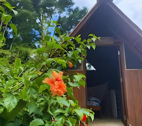 a orange flower on a bush in front of a dog house at Paraíso con playas vírgenes & selvas en "Nuqui" in Nuquí