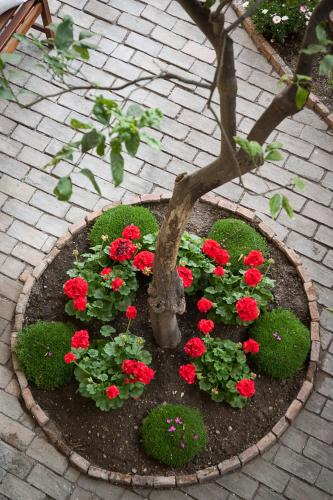a flower garden with red flowers and a tree at Villa Giannina B&B in Taormina