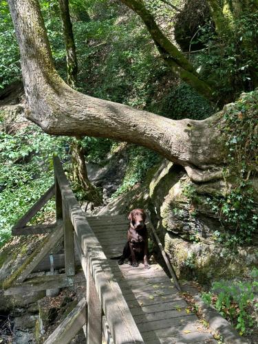 a dog sitting on a wooden stairs under a tree at Ferienhaus Löwenherz in Pommern