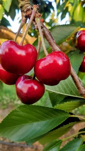 a bunch of red fruits hanging from a tree at Ferienhaus Löwenherz in Pommern