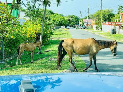 a horse and a baby horse crossing a street at Purple Sunset - Walk to Malecon & Beaches in Vieques