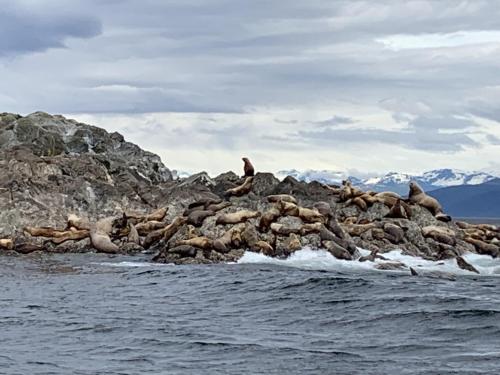 a group of seals on the rocks in the water at Accessible, Comfort, Convenient Location 106 in Juneau