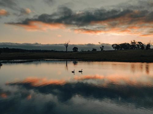 two ducks swimming in a lake at sunset at Cosy Off-Grid Cabin with Lake View - Galeb in Pipers Creek