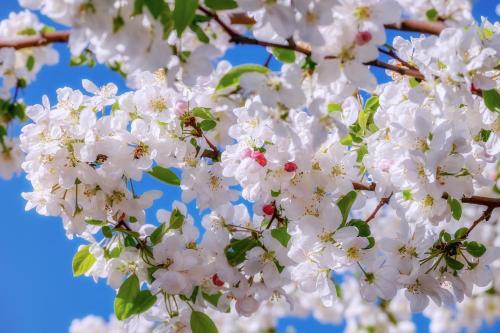 a close up of white flowers on a tree at Ferienhaus Löwenherz in Pommern